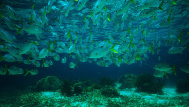 Mesoamerican Reef System