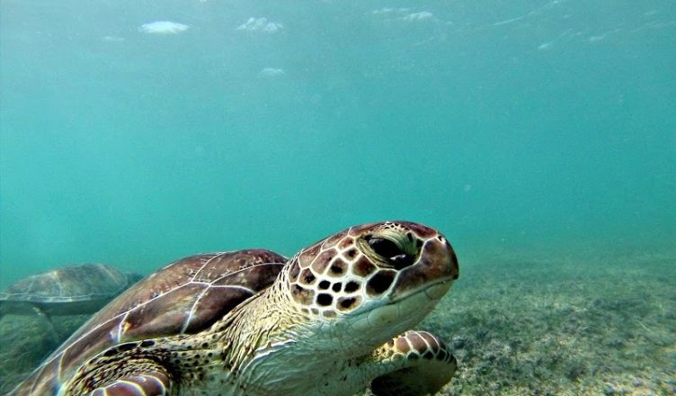Sea turtle in Akumal Bay