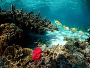 Puerto Morelos Reef