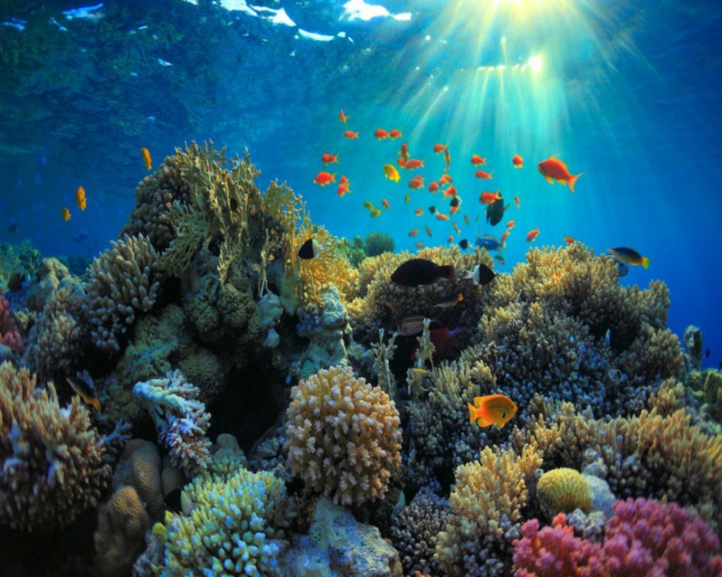 Snorkeling Puerto Morelos Reef National Park