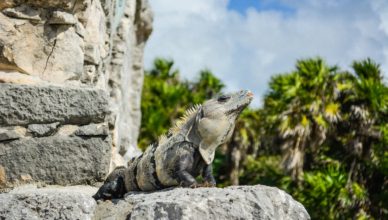 a gray and black iguana on a gray stone