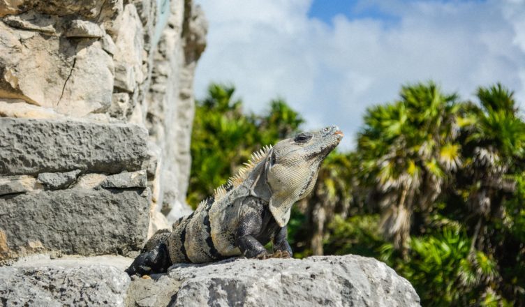 a gray and black iguana on a gray stone