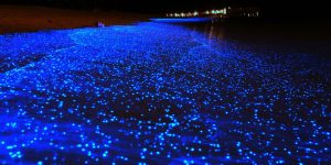 Bioluminescent in Holbox Nat Geo 
