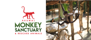 Monkey Sanctuary in Akumal