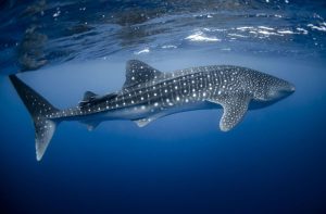 whale shark tour in Holbox