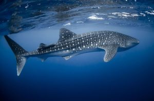 Whale Shark Tour in the Riviera Maya