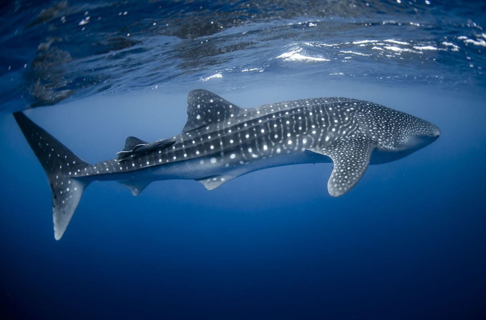 Whale Shark Tour Season in Cancun