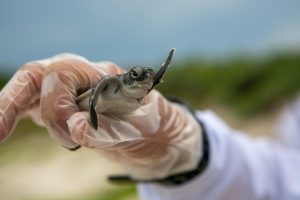 Releasing turtles in Isla Mujeres