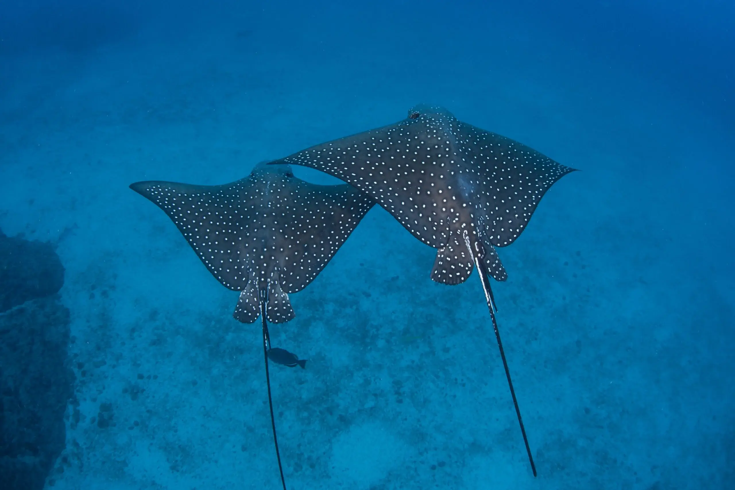 Spotted Eagle Ray Tulum's underwater