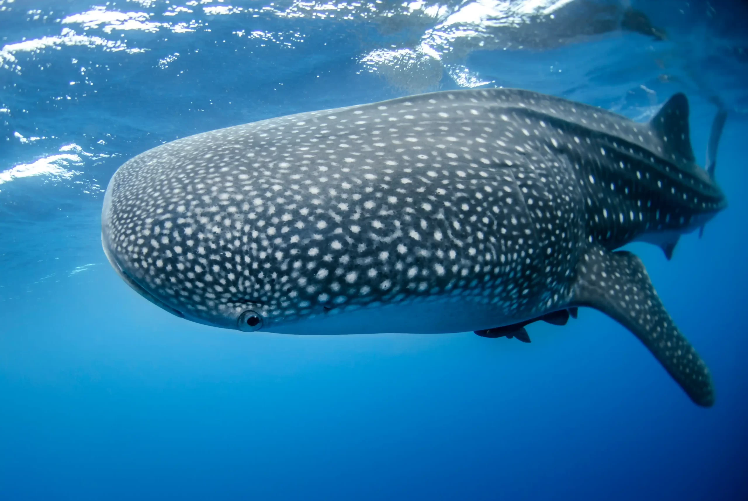 Swimming with Whale Shark in Isla Mujeres, Mexico