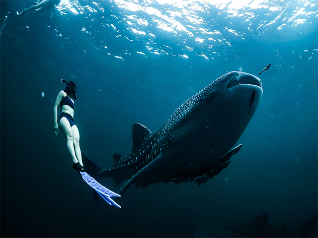 Whale Shark Tours