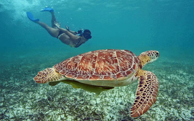 Woman doing snorkel in Akumal and watching a sea turtle. One of the destinations available for Cancun Airport Transportation